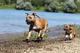STAFFIE 189